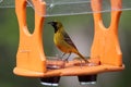 A male Orchard Oriole on a bird feeder in Trevor, Wisconsin