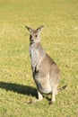 Alert Kangaroo ready to jump and run