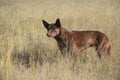 An alert kelpie sheepdog