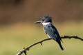 Alert kingfisher perched on branch. Royalty Free Stock Photo