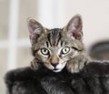 Alert kitten cat Royalty Free Stock Photo