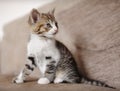 Alert kitten cat Royalty Free Stock Photo