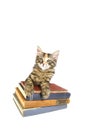 Alert Kitten on Old Books Royalty Free Stock Photo