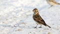 An alert Lapland longspur standing on snow Royalty Free Stock Photo