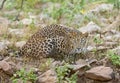 Alert Leopard at Tadoba Tiger reserve Maharashtra,India Royalty Free Stock Photo