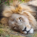 Alert lion lying down