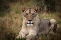 Alert lioness stares majestically in the wilderness area photograph