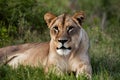 Alert lioness stares majestically in the wilderness area photograph