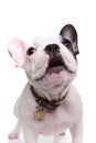 Alert little french bulldog puppy barking Royalty Free Stock Photo