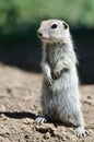 Alert Little Ground Squirrel Standing Guard Over Its Home Royalty Free Stock Photo