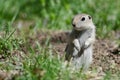 Alert Little Ground Squirrel Standing Guard Over Its Home Royalty Free Stock Photo