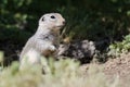 Alert Little Ground Squirrel Standing Guard Over Its Home Royalty Free Stock Photo