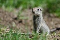 Alert Little Ground Squirrel Standing Guard Over Its Home Royalty Free Stock Photo