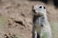 Alert Little Ground Squirrel Standing Guard Over Its Home Royalty Free Stock Photo