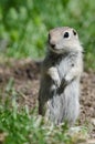 Alert Little Ground Squirrel Standing Guard Over Its Home Royalty Free Stock Photo