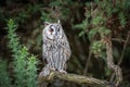 Long eared owl portrait close up