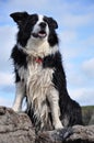 Alert looking border collie on the rocks