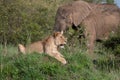 Alert looking Lioness with an elephant behind