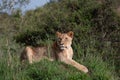 Alert looking Lioness in the Maasai Mara