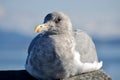 Alert looking nonbreeding adult glaucous-winged gull lying on railing in sun on November day