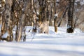 Alert lynx strolling on snow amidst bare trees