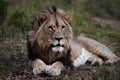 Alert majestic male lion gazes intently in the wilderness