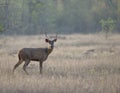 Alert Male sambar Deer watching out for Predators in summer months Royalty Free Stock Photo