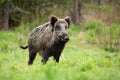 Alert male wild boar standing fierceful on a meadow in springtime. Royalty Free Stock Photo