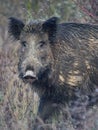 Alert male wild boar, sus scrofa Royalty Free Stock Photo