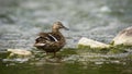 Alert mallard hen looking behind while standing in a river in summer nature. Royalty Free Stock Photo