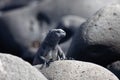 Alert Marine Iguana, Amblyrhynchus cristatus, in the Galapagos Royalty Free Stock Photo