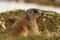 Alert marmot Royalty Free Stock Photo