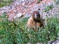 Alert Marmot. Royalty Free Stock Photo