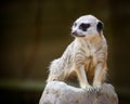 Alert meercat Royalty Free Stock Photo