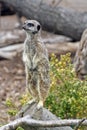 Alert meerkat Royalty Free Stock Photo