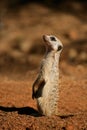 Alert meerkat Royalty Free Stock Photo