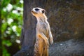 Alert meerkat also known as Suricata suricatta standing on guard Royalty Free Stock Photo