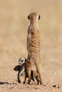 Alert meerkat with babies - South Africa Royalty Free Stock Photo