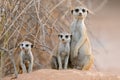 Alert meerkat family in natural habitat, Kalahari desert, South Africa Royalty Free Stock Photo