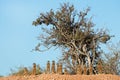 Alert meerkat family in natural habitat, South Africa Royalty Free Stock Photo
