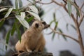 Alert Meerkat Royalty Free Stock Photo