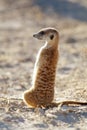 Alert meerkat on guard Royalty Free Stock Photo