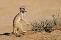 Alert meerkat in natural habitat, Kalahari desert, South Africa Royalty Free Stock Photo