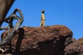 alert meerkat perched on top of a rock Royalty Free Stock Photo