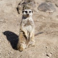 An alert meerkat sits in the sand and keeps watch