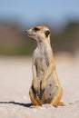 An alert meerkat sitting upright, Kalahari desert, South Africa Royalty Free Stock Photo