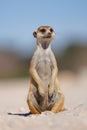An alert meerkat sitting upright, Kalahari desert, South Africa Royalty Free Stock Photo