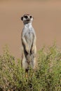 Alert meerkat, South Africa Royalty Free Stock Photo