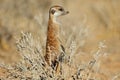 Alert meerkat standing on guard Royalty Free Stock Photo