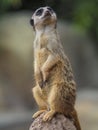 Alert meerkat standing on guard Royalty Free Stock Photo